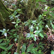 6. Psathura borbonica - Petit Bois cassant - Rubiaceae- B.jpeg